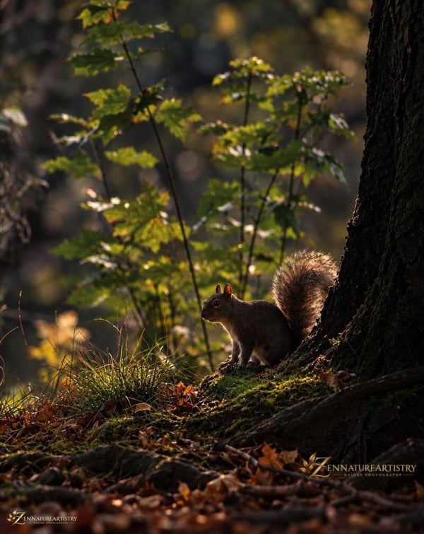 Between Light And Shadows