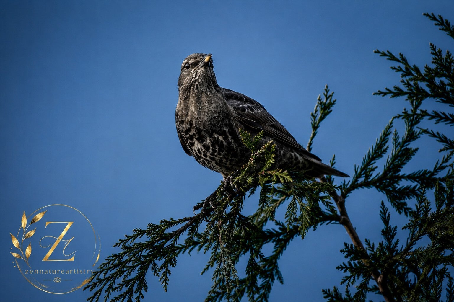 Bird In Tree