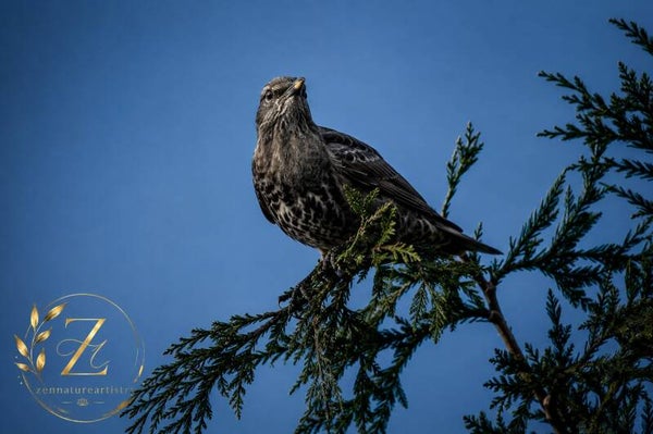 Bird In Tree