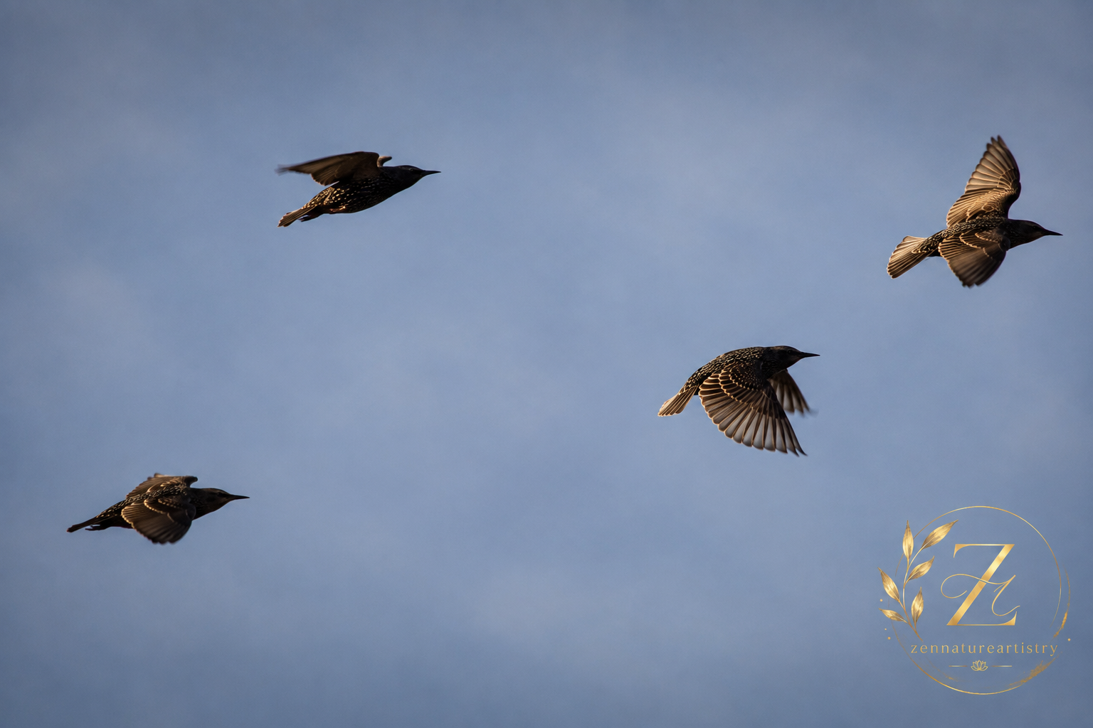 Birds In Flight
