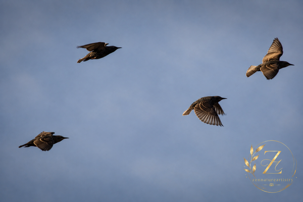 Birds In Flight