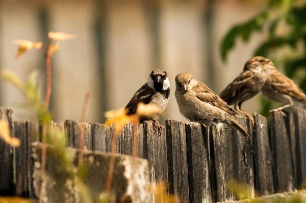 Whispers on the fence