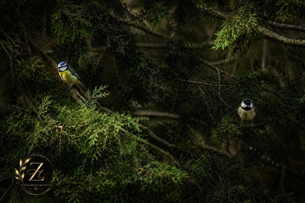 Blue Tit and Great Tit