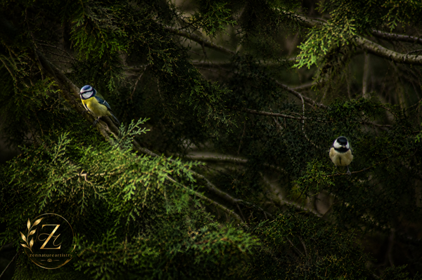 Blue Tit And A Great Tit