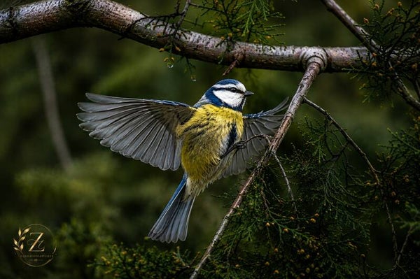 Blue Tit In Flight