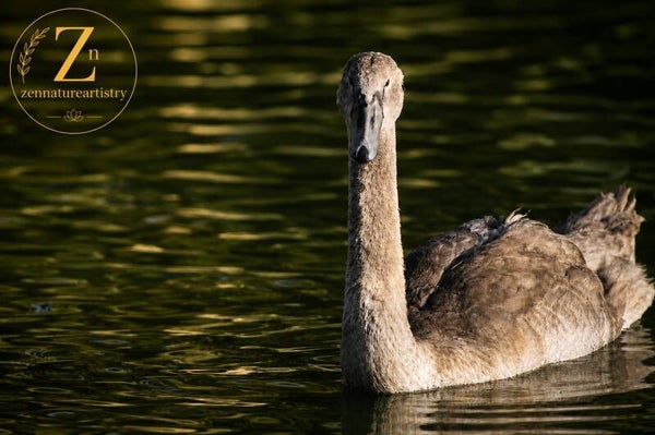Cygnet