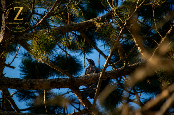 perched high