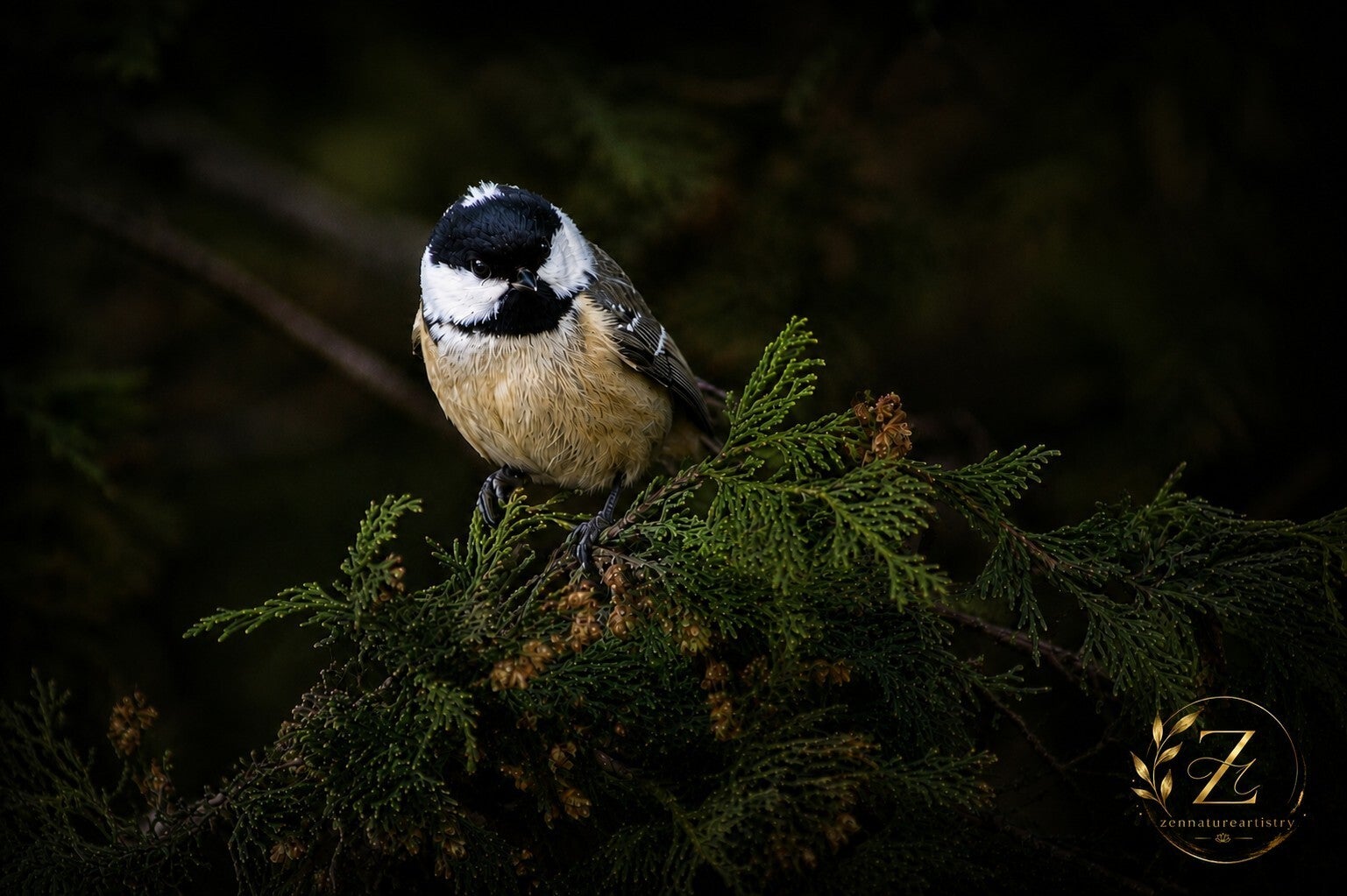 The Coal Tit