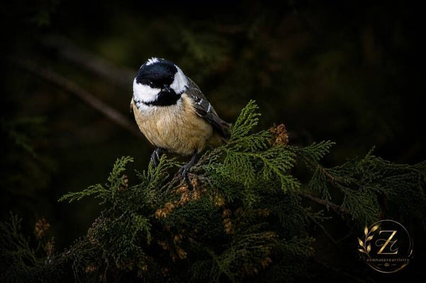 Coal Tit