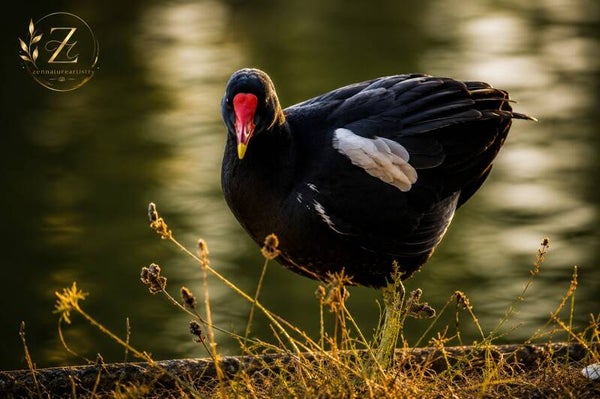 Common Moorhen