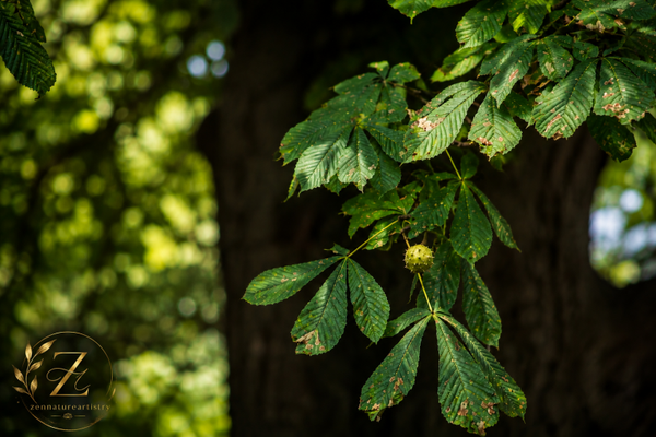 conker season is on its way