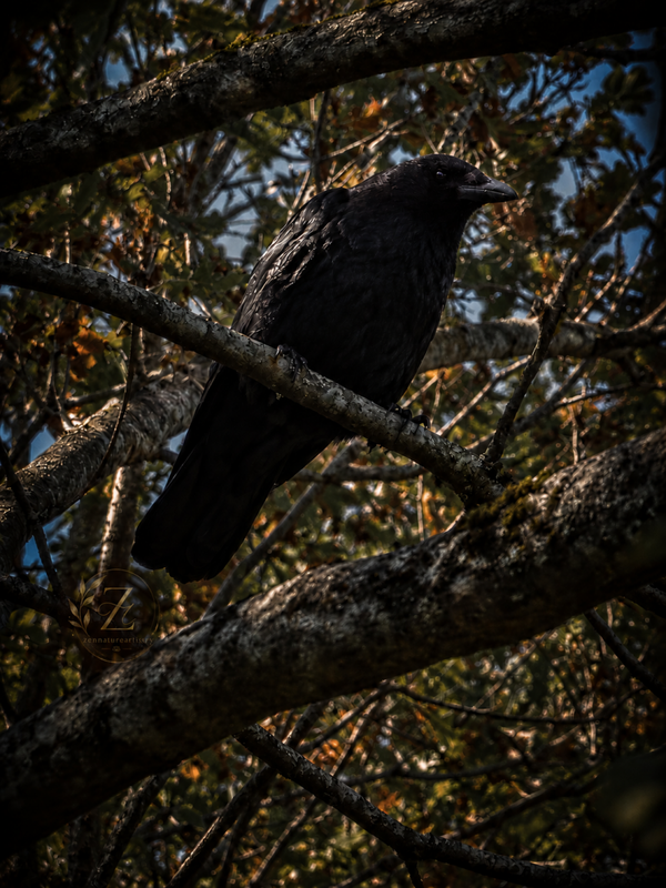 Crow In Tree