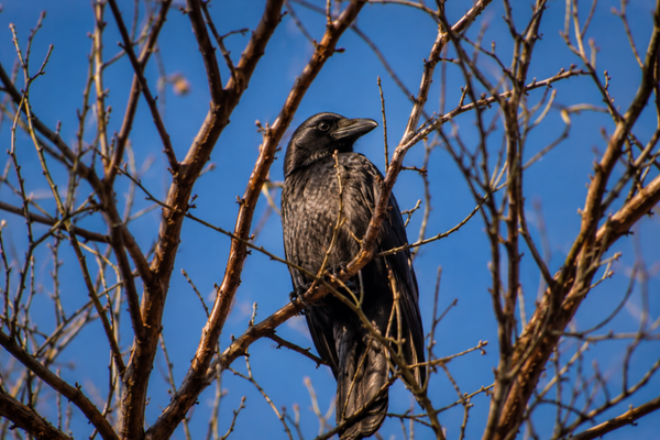 silent watcher