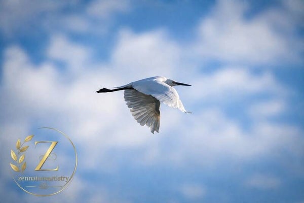 Egret In Flight