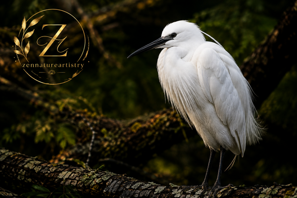 Egret In Foliage