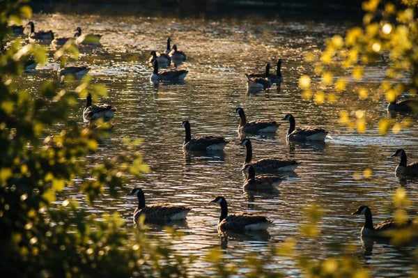 Golden Geese
