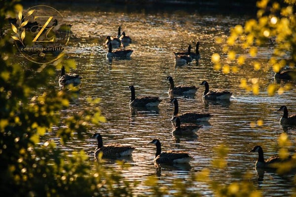 Golden Geese