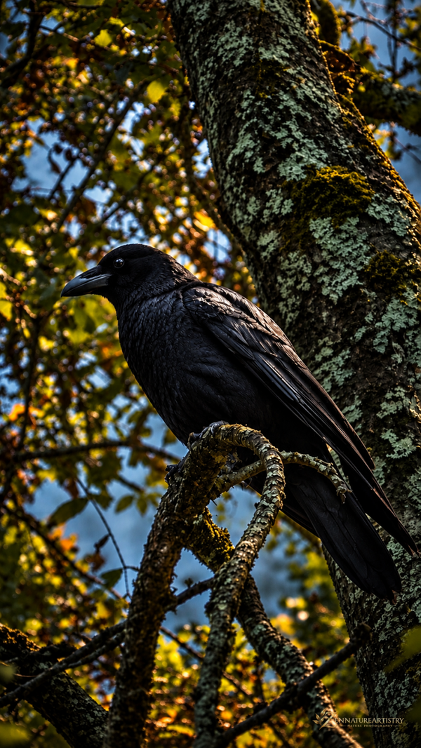 Gothic Crow - Phone Wallpaper