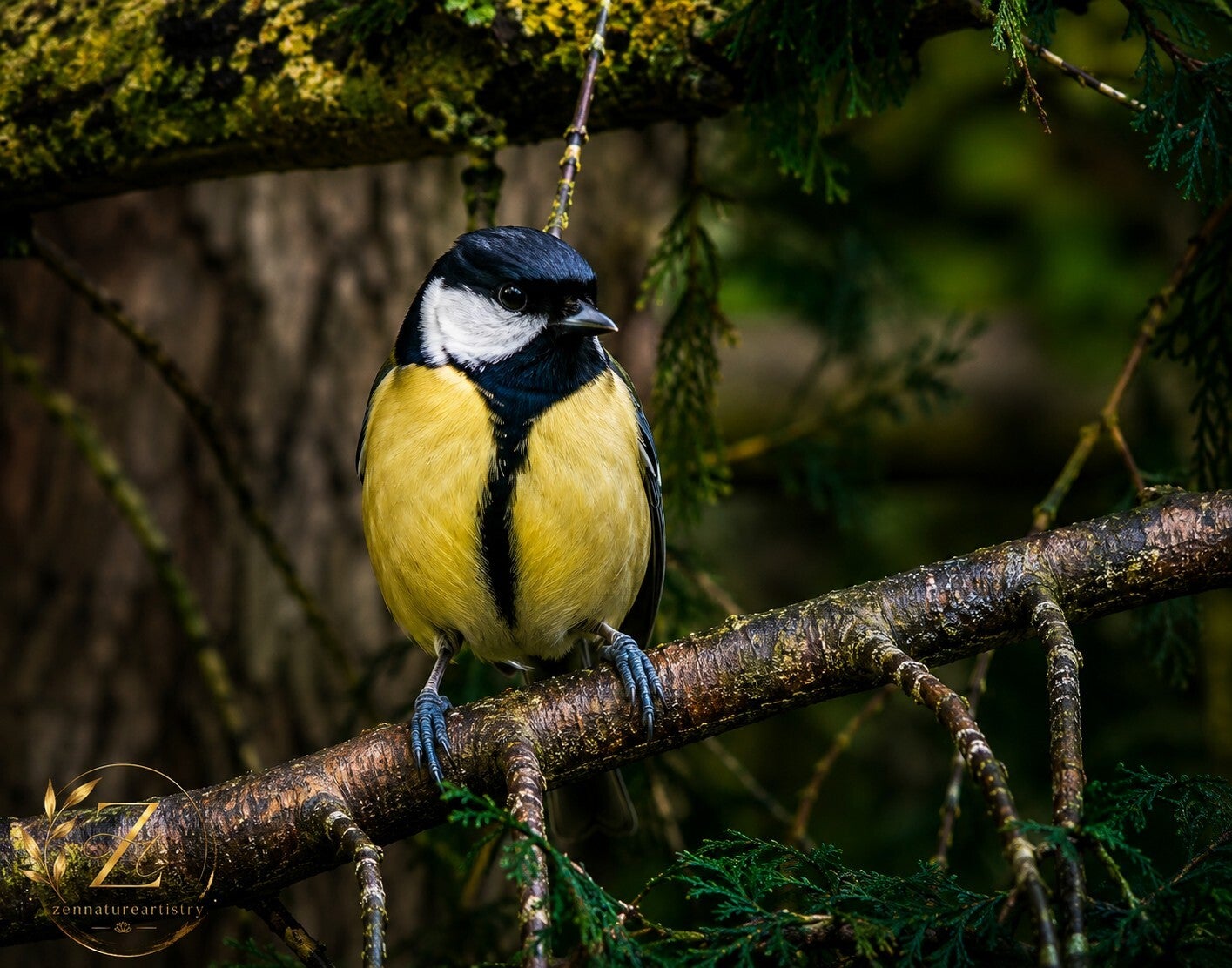 The Great Tit