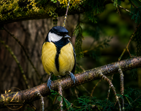 The Great Tit In Repose
