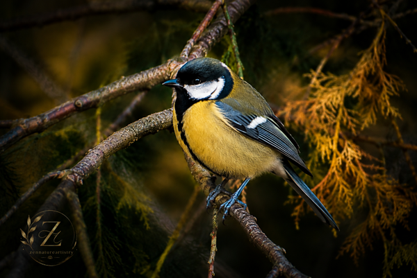 The Great Tit In Branches