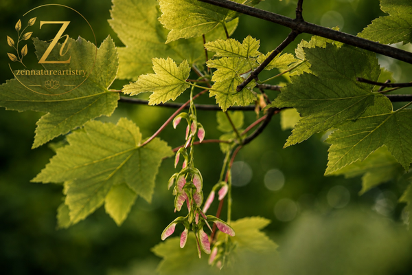 hanging leaves