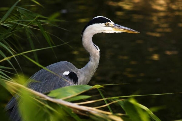 Heron by the water