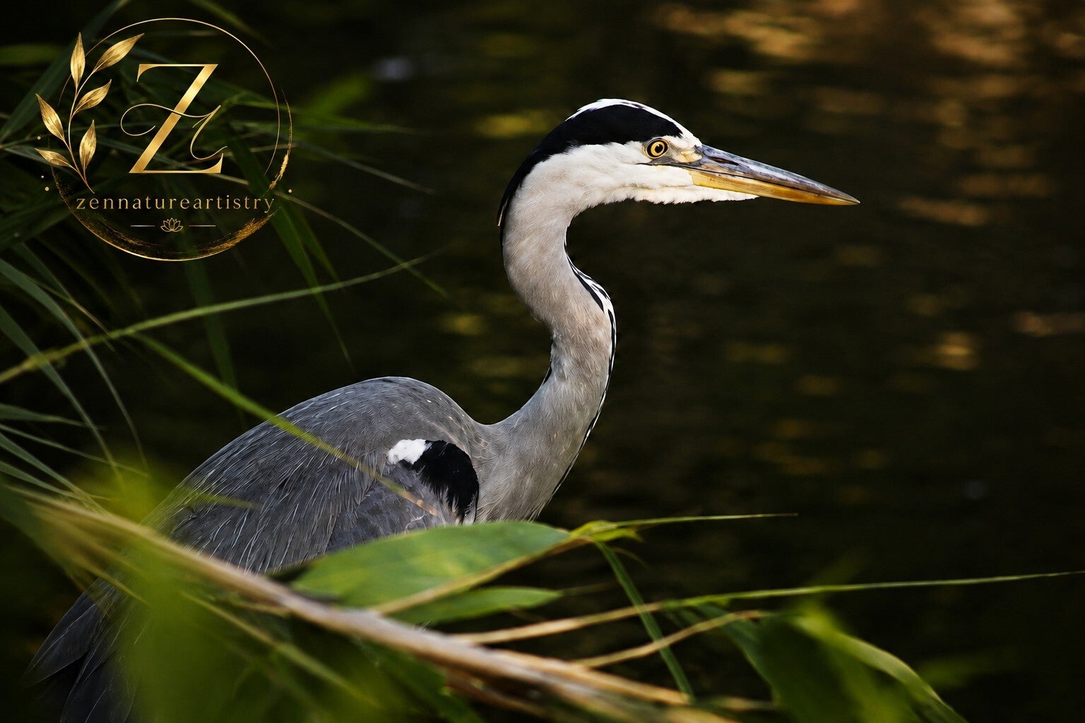 Heron by the water