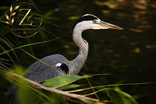 Heron by the water