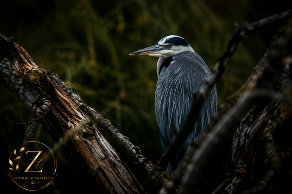 Heron In Branches