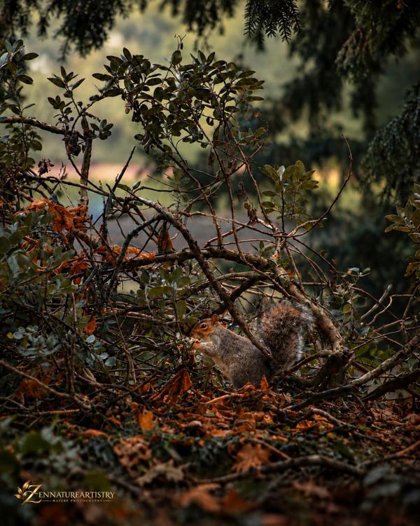 Hidden In The Thicket