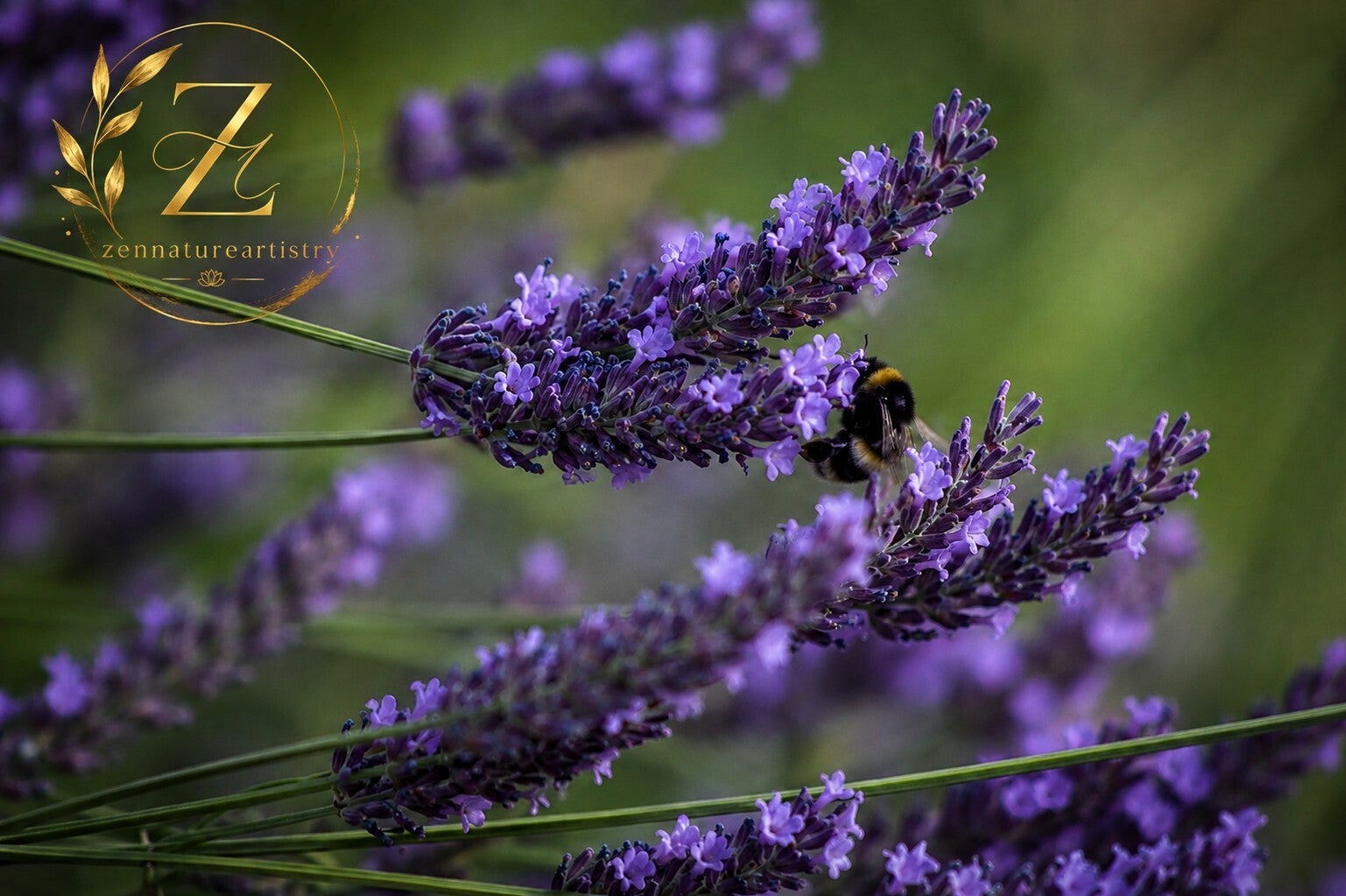 Lavender Harmony