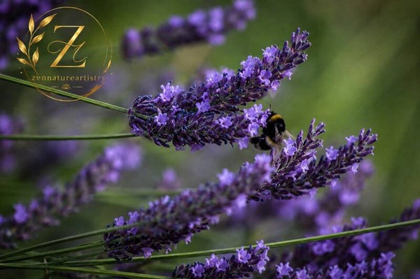 Lavender Harmony