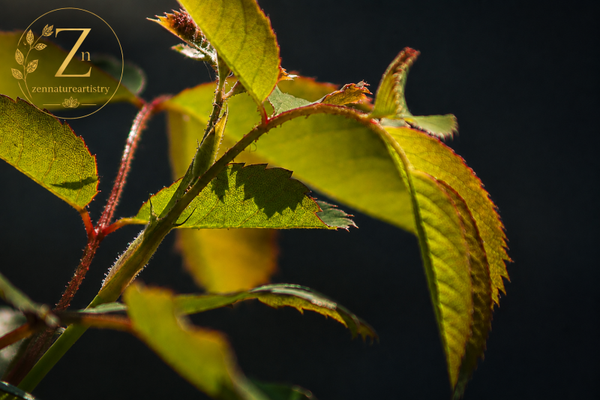 leaves in darkness