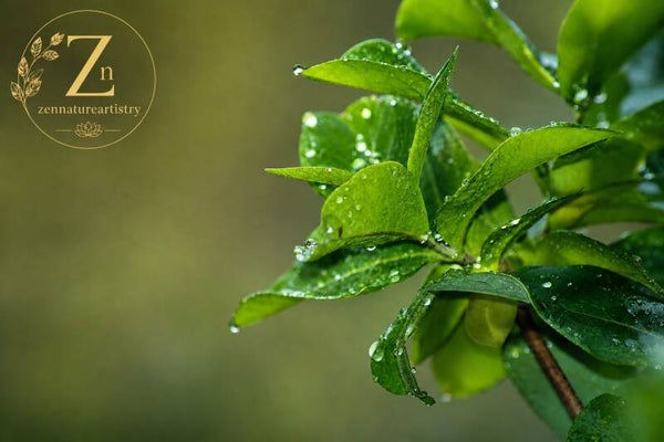 Rain drops on leaves