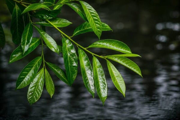 Leaves over water
