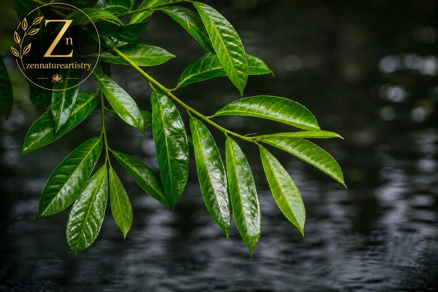 Leaves over water