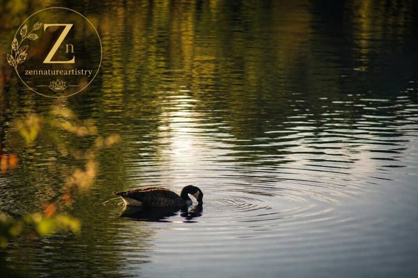 Lone goose