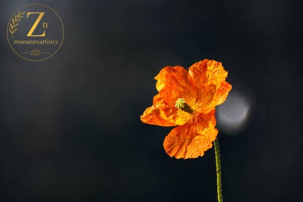 Spanish poppy