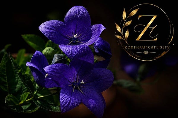 Purple Flowers
