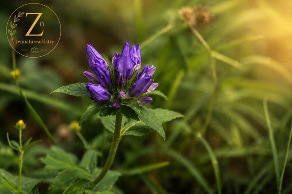 Clustered Bell Flower
