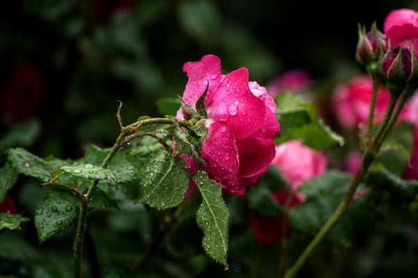 Whispers of the rain