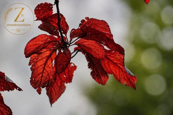 Red leaves
