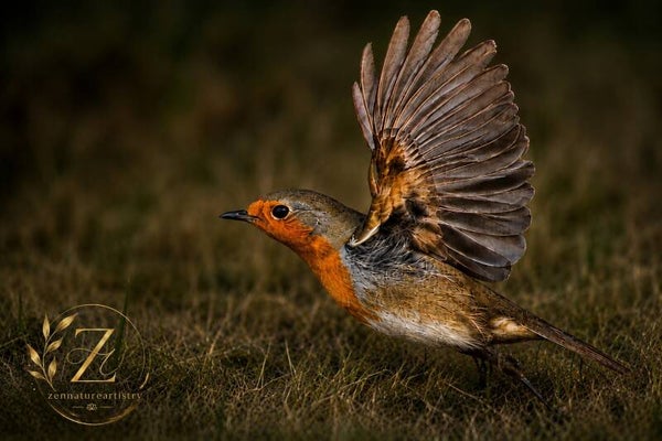 Robin Spreading Its Wings