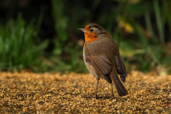 robin