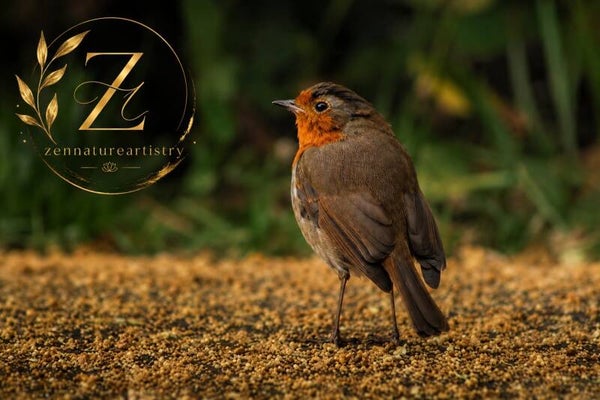 Robin