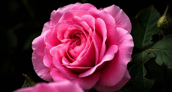 Rose in bloom