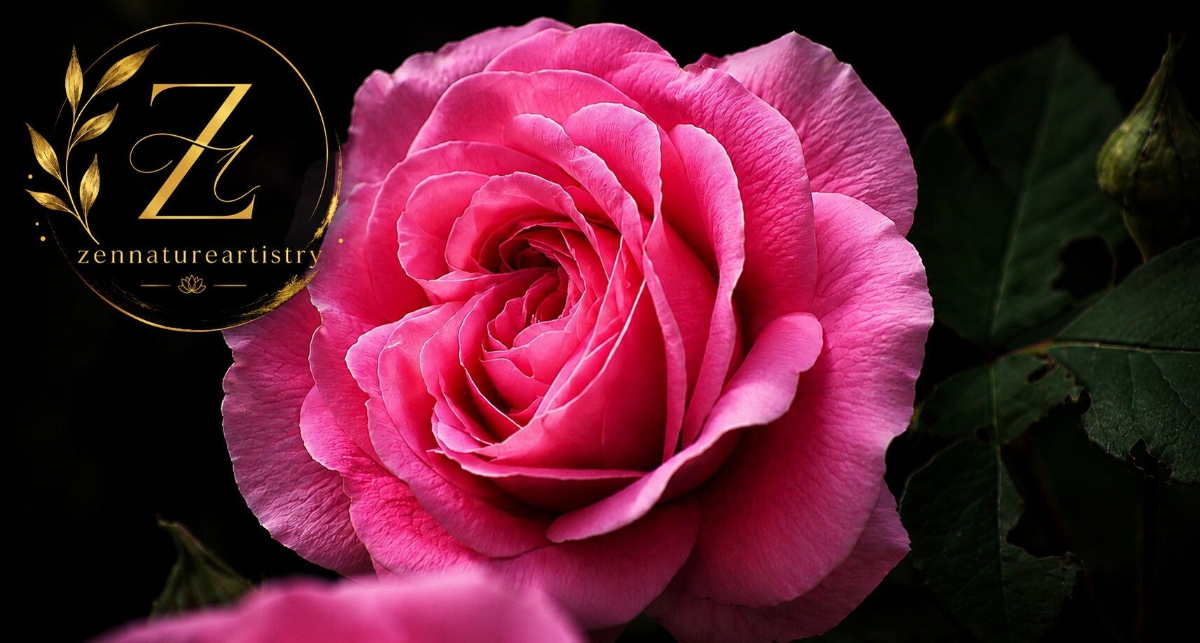 Rose In Bloom