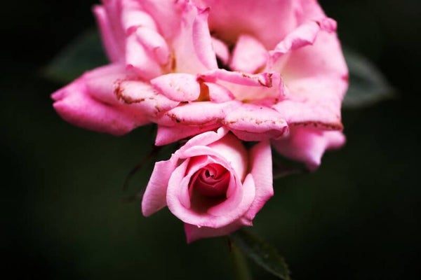 Roses