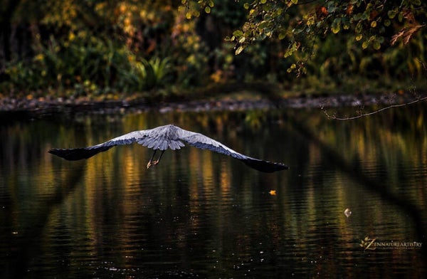 Silent Flight